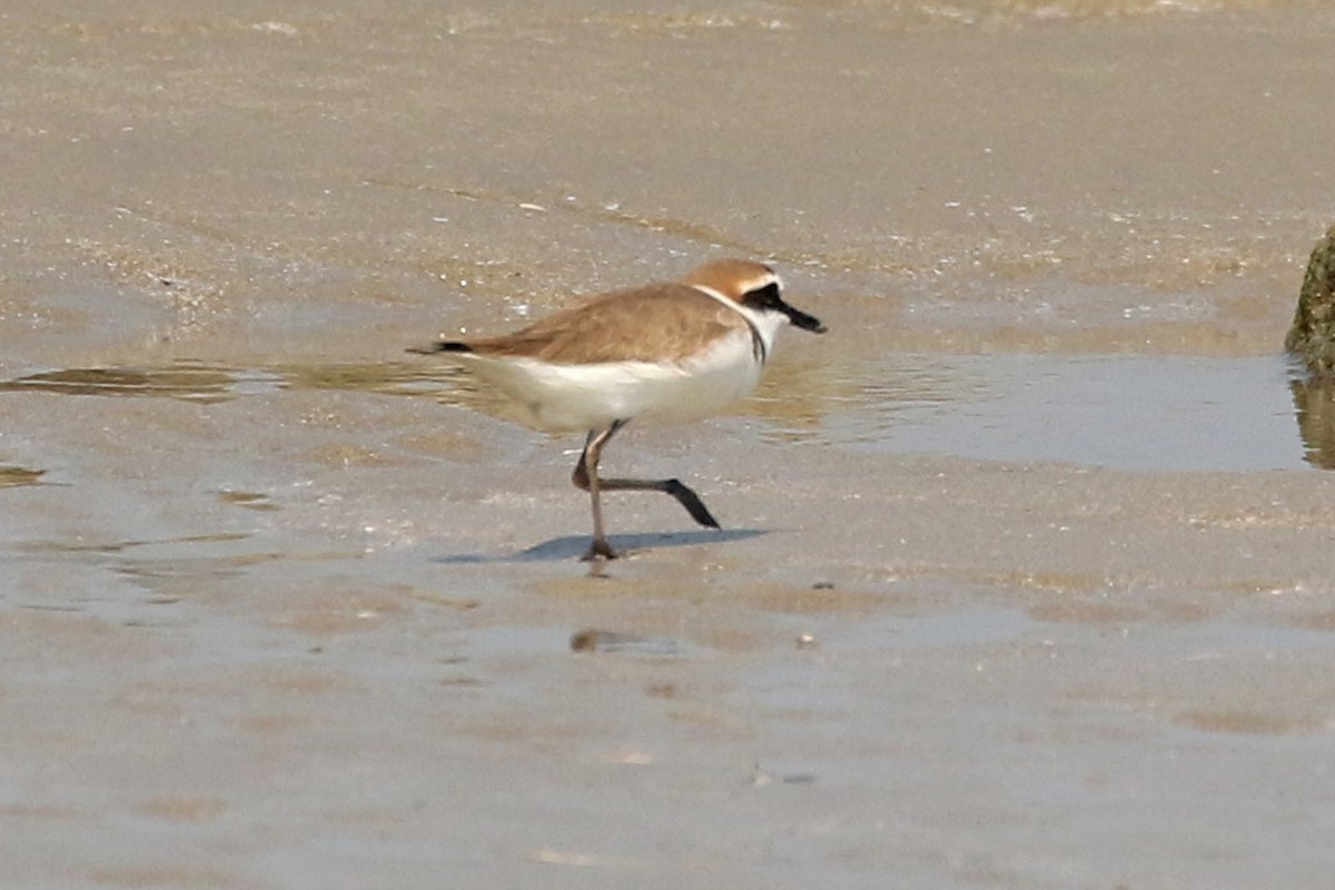 Kentish Plover - ML552233171