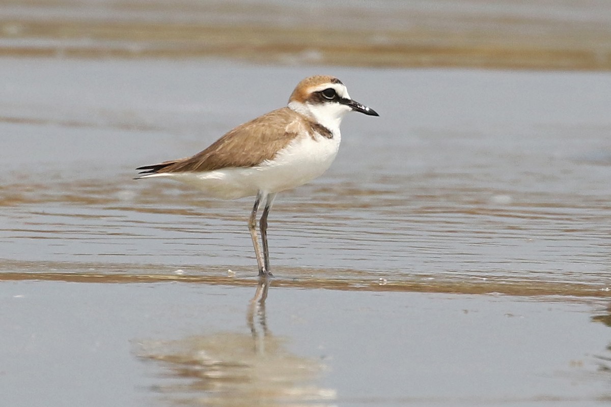 Kentish Plover - ML552233181