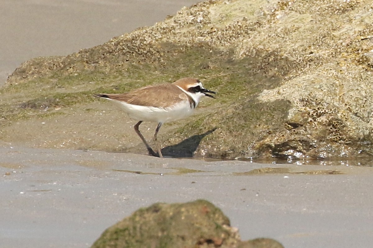 Kentish Plover - ML552233671