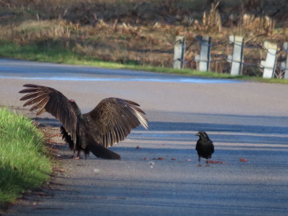 Turkey Vulture - ML552234351