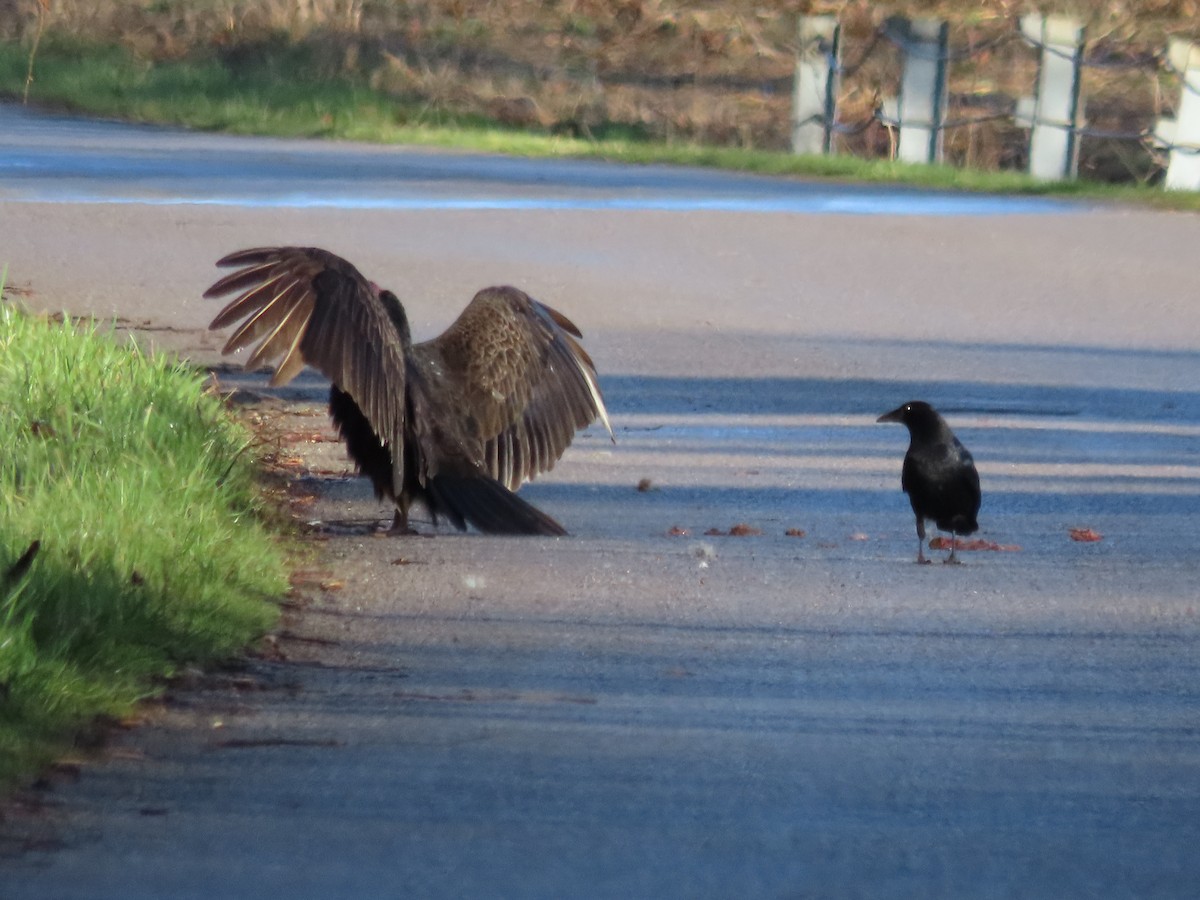 Turkey Vulture - ML552234361