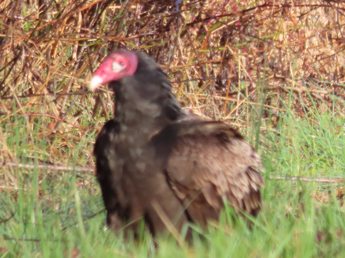 Turkey Vulture - ML552234371