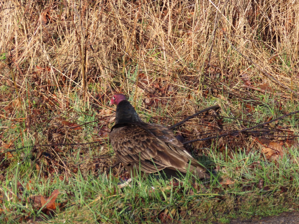 Turkey Vulture - ML552234391