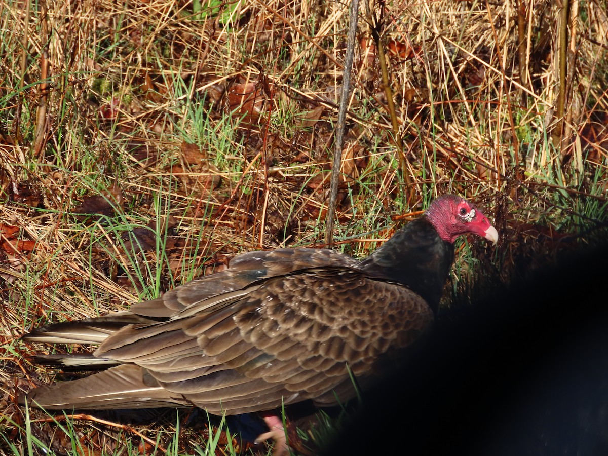 Turkey Vulture - ML552234401
