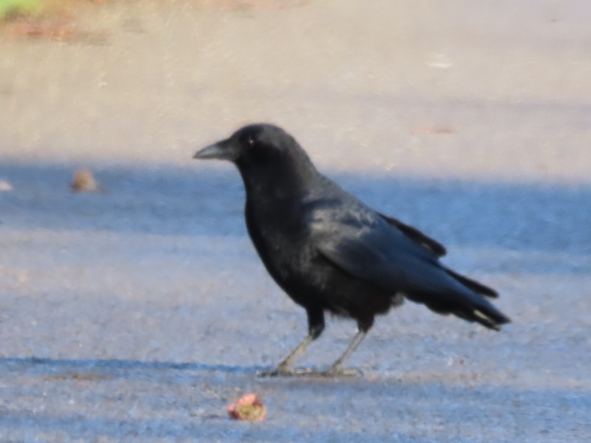 American Crow - ML552234581
