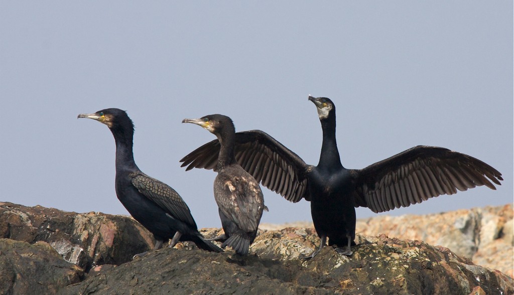 Great Cormorant - ML552234741