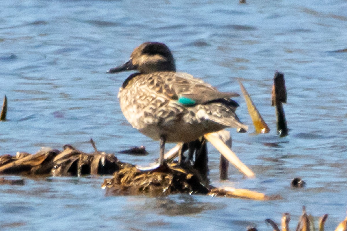 Green-winged Teal - ML552234921