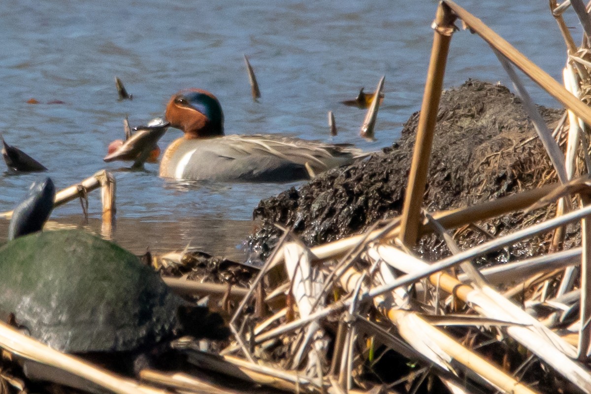 Green-winged Teal - ML552234931