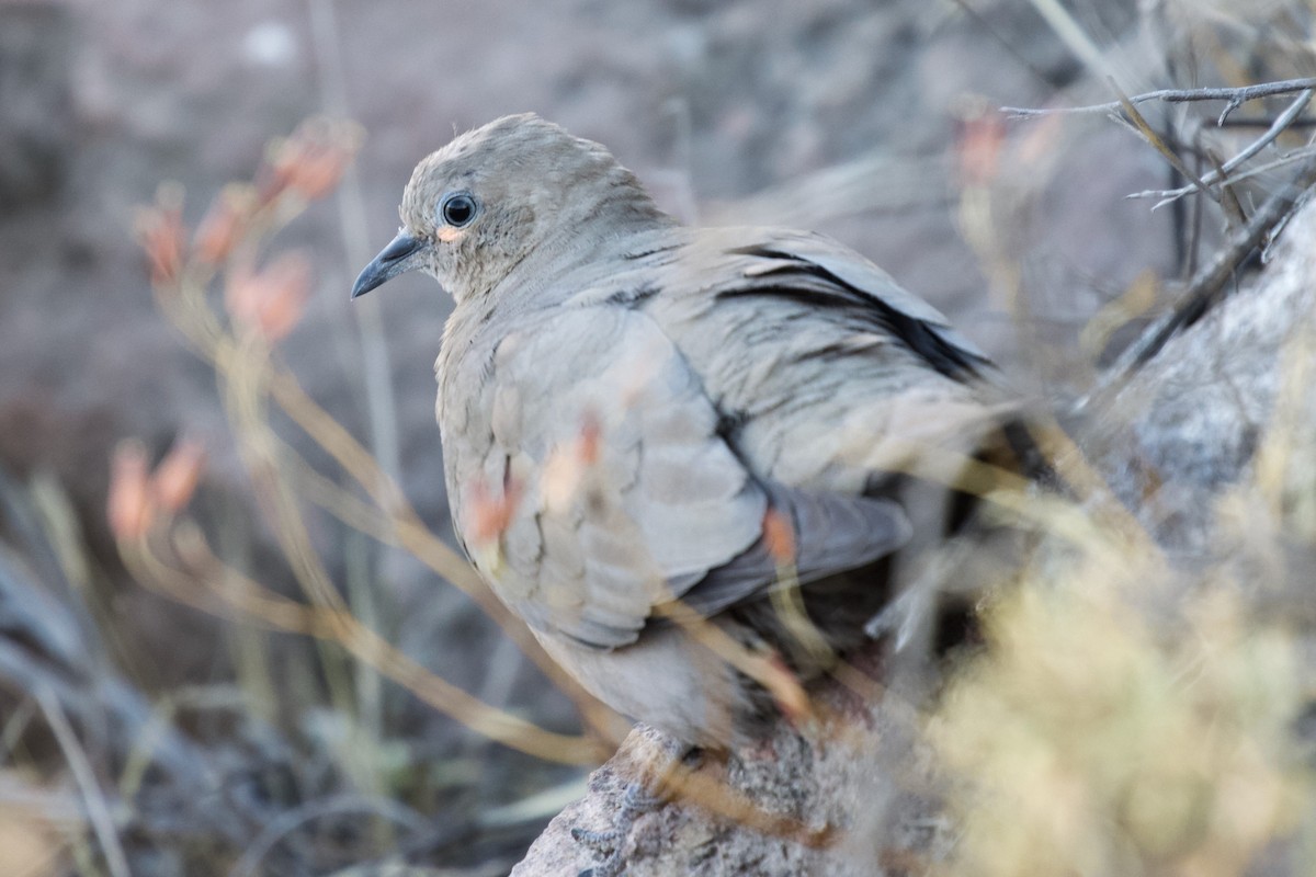 Black-winged Ground Dove - ML552235321