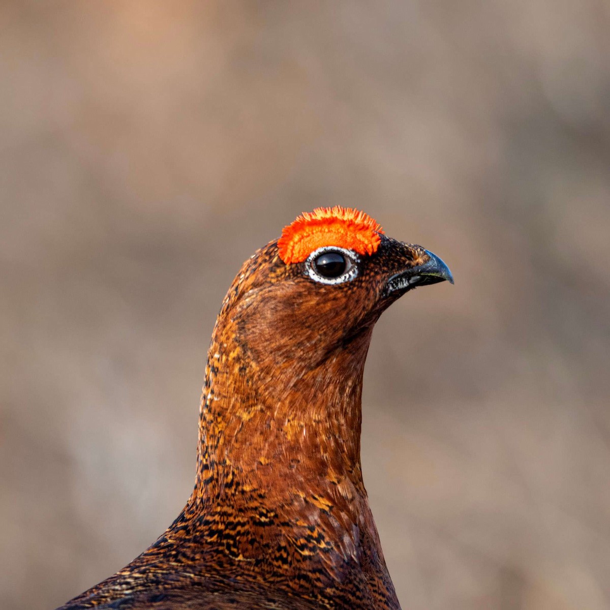 Willow Ptarmigan - ML552235621