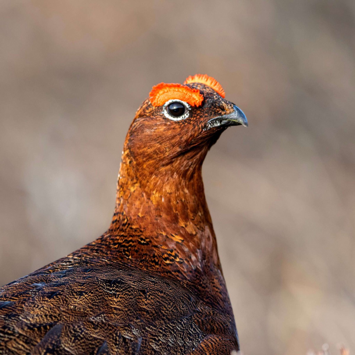 Willow Ptarmigan - ML552235631