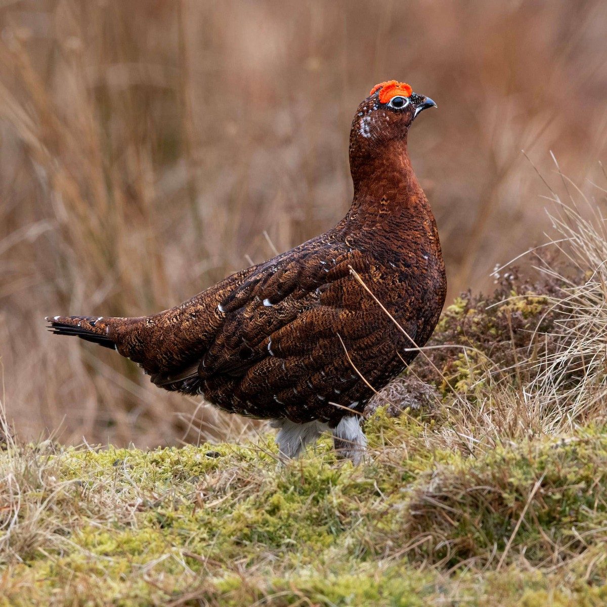 Willow Ptarmigan - ML552235641