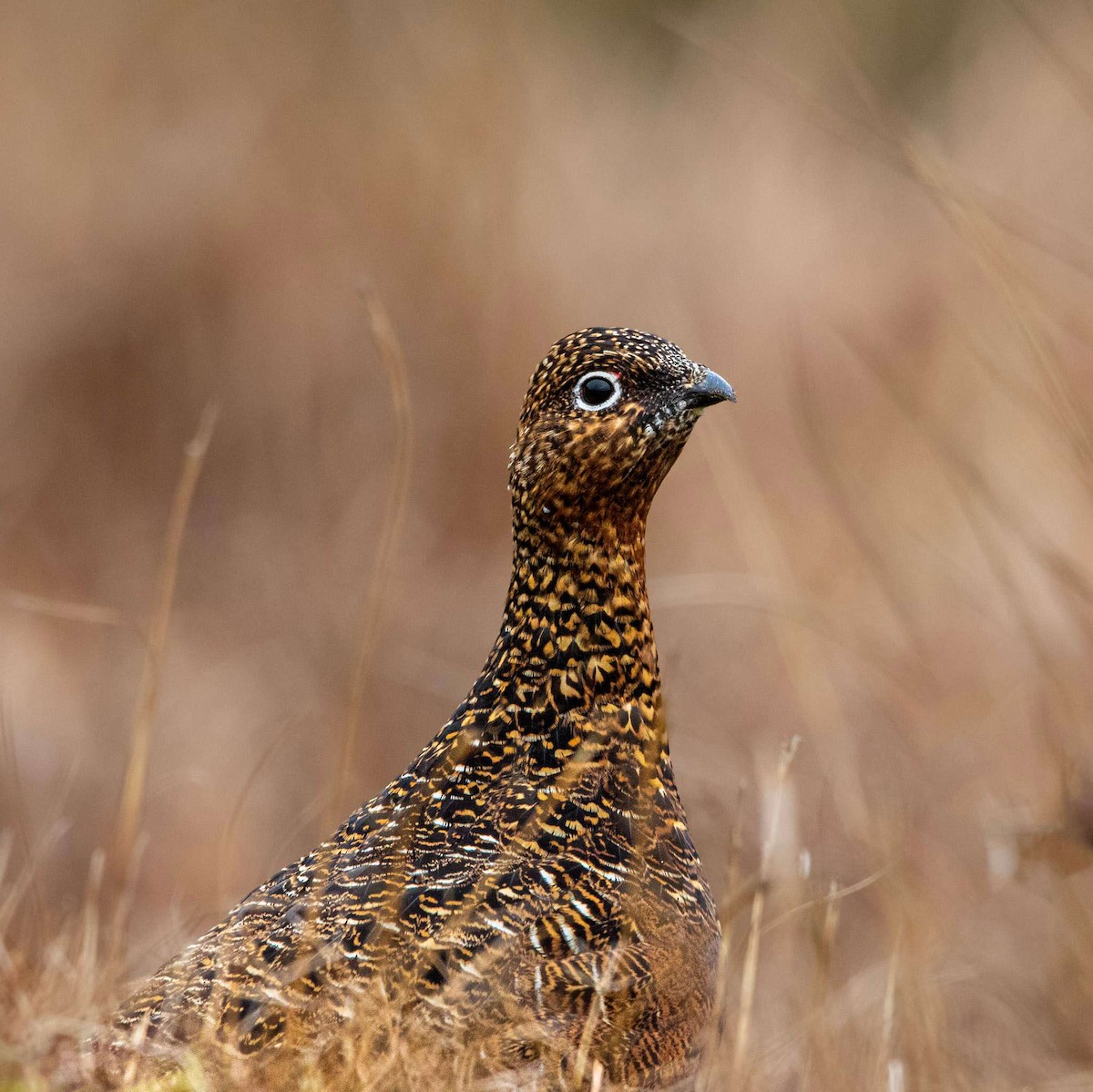 Willow Ptarmigan - ML552235651