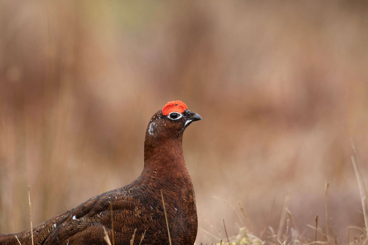Willow Ptarmigan - ML552235661