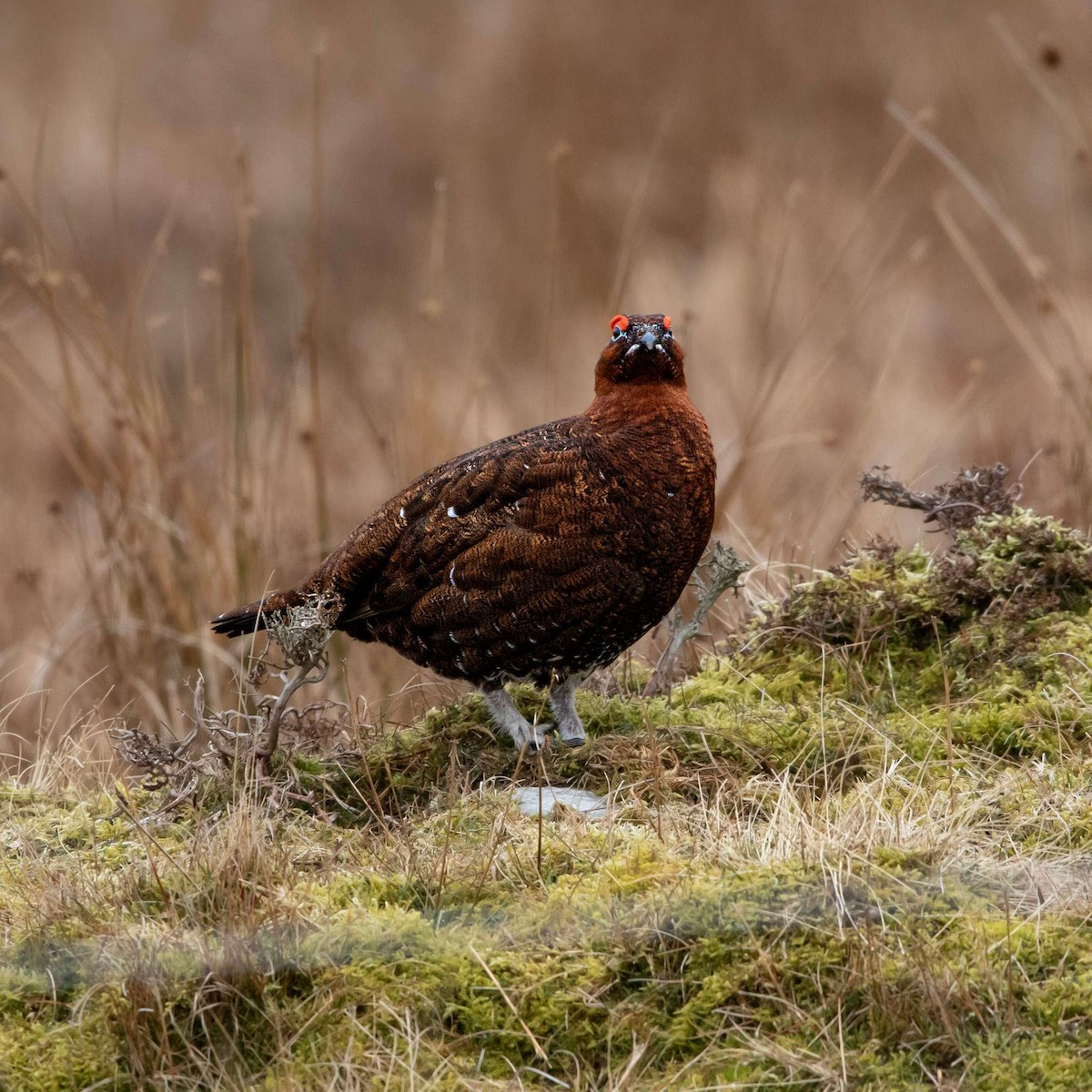Willow Ptarmigan - ML552235671