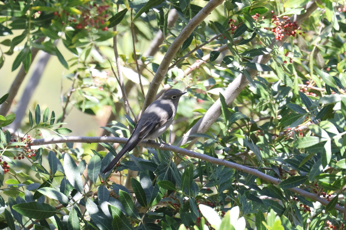 Townsend's Solitaire - ML552235681