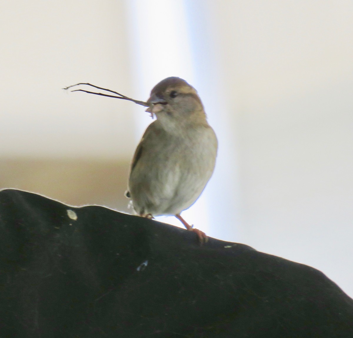 House Sparrow - Ann Tanner