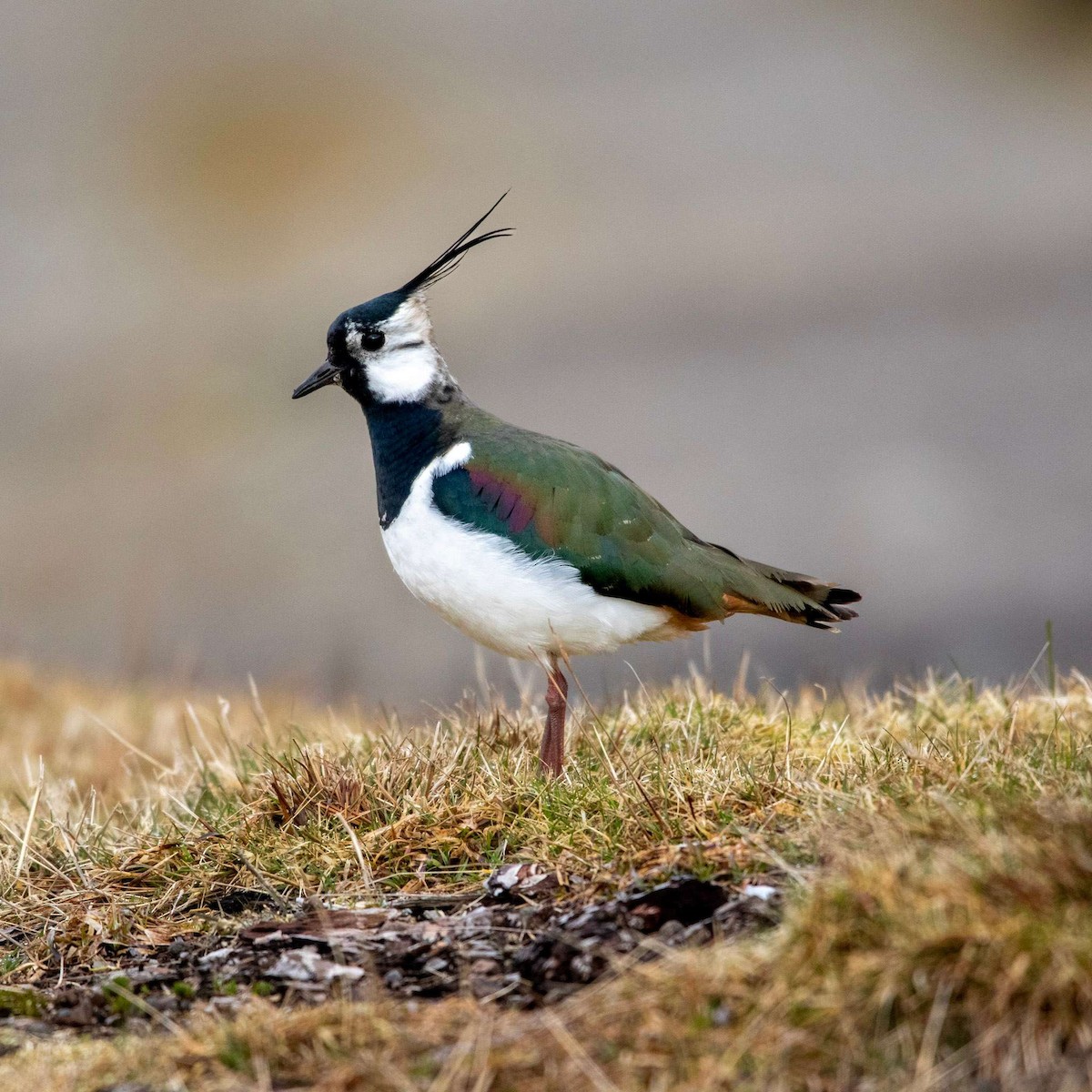 Northern Lapwing - ML552236661