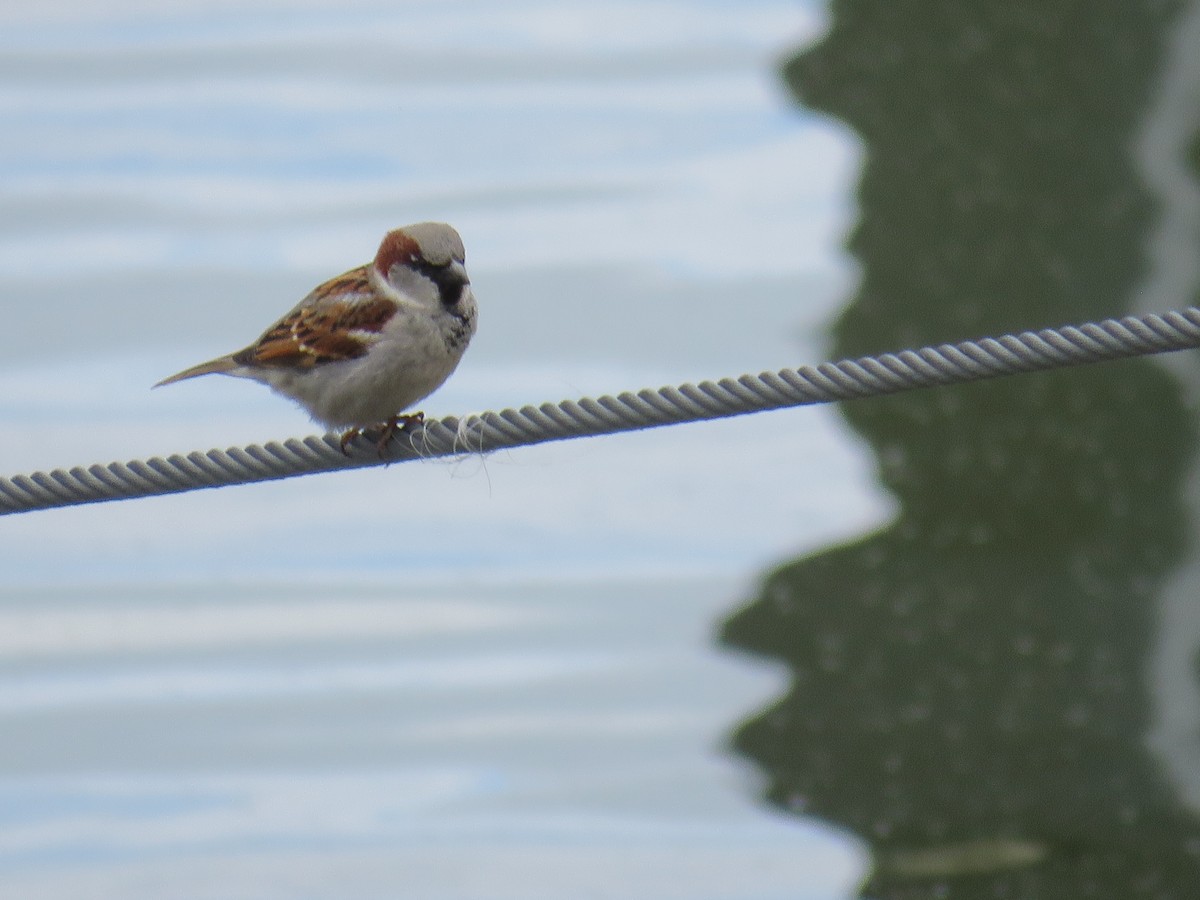 House Sparrow - Ann Tanner