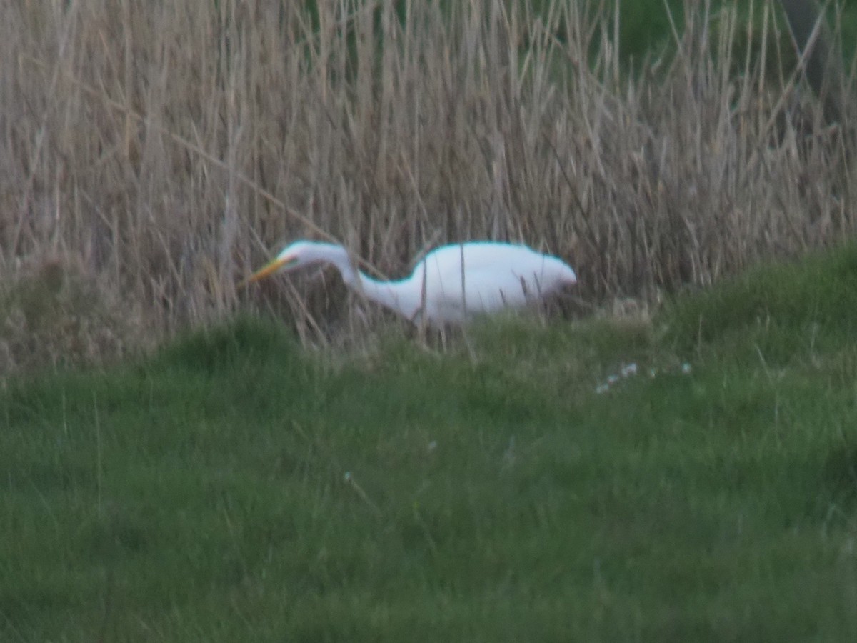 Great Egret - Michael Noonan