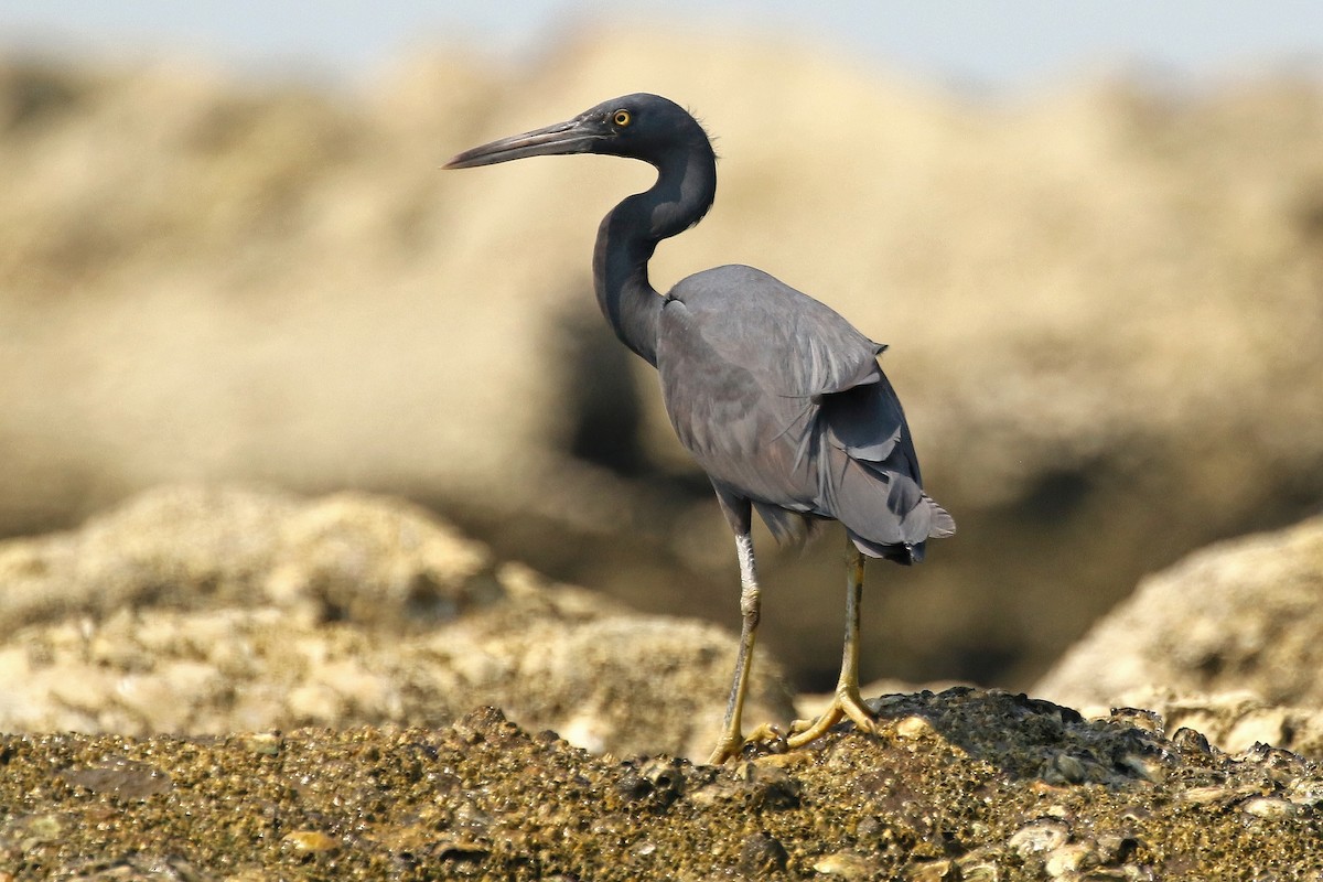 Pacific Reef-Heron - Jeffrey Offermann