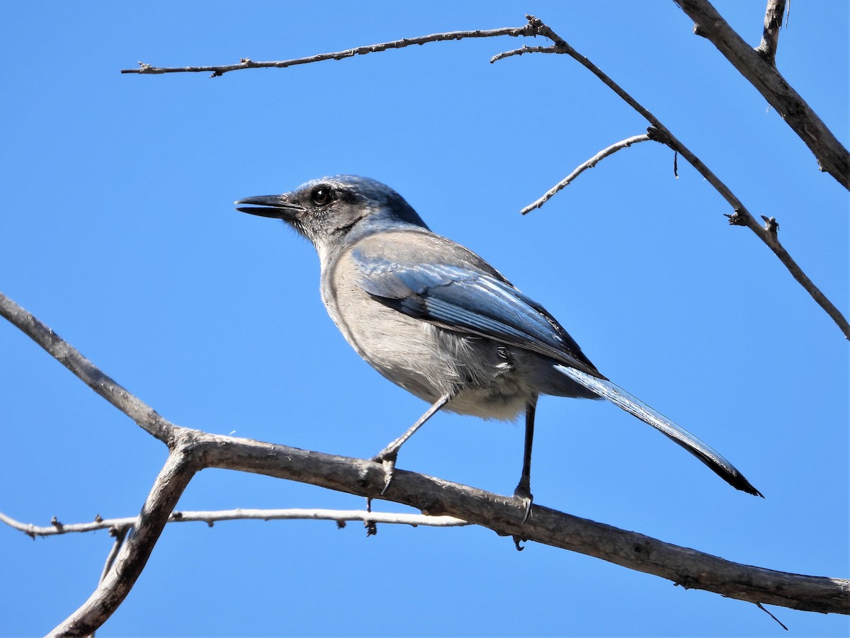 Woodhouse's Scrub-Jay - ML552238031