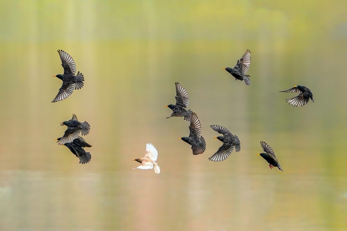 European Starling - Yakup Yener