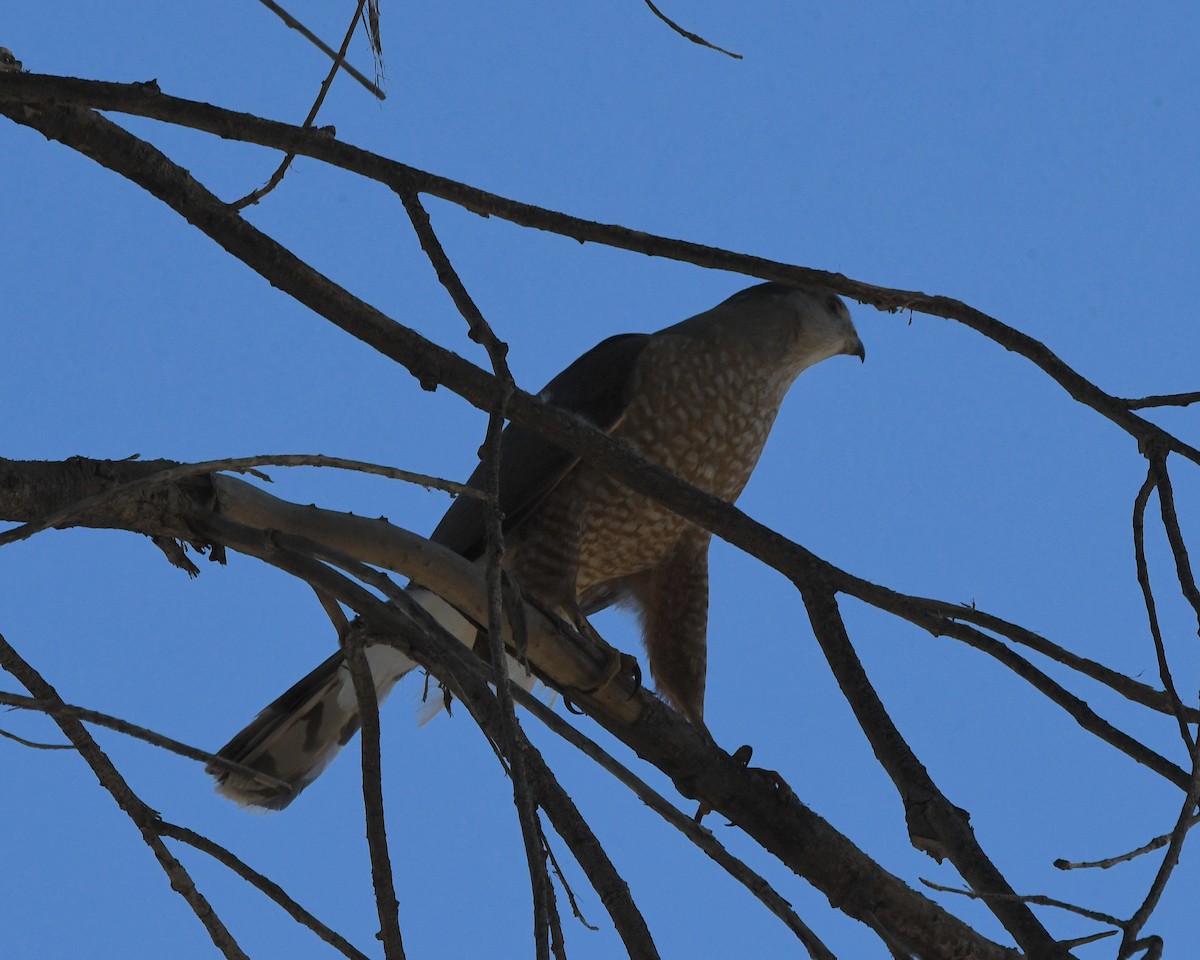 Cooper's Hawk - ML552239531