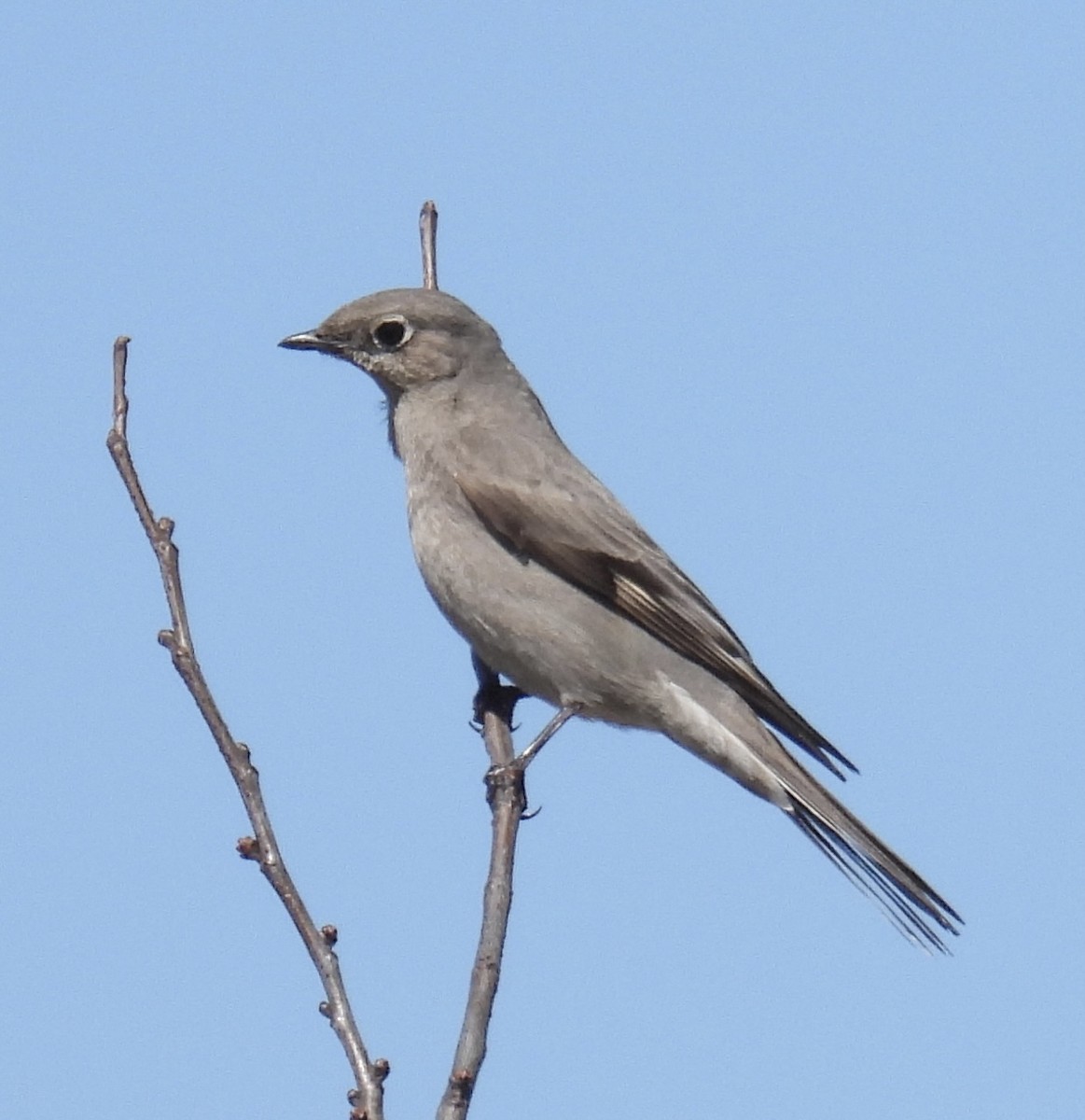 Townsend's Solitaire - ML552239661