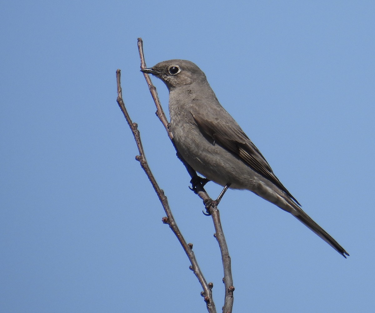 Townsend's Solitaire - ML552239671
