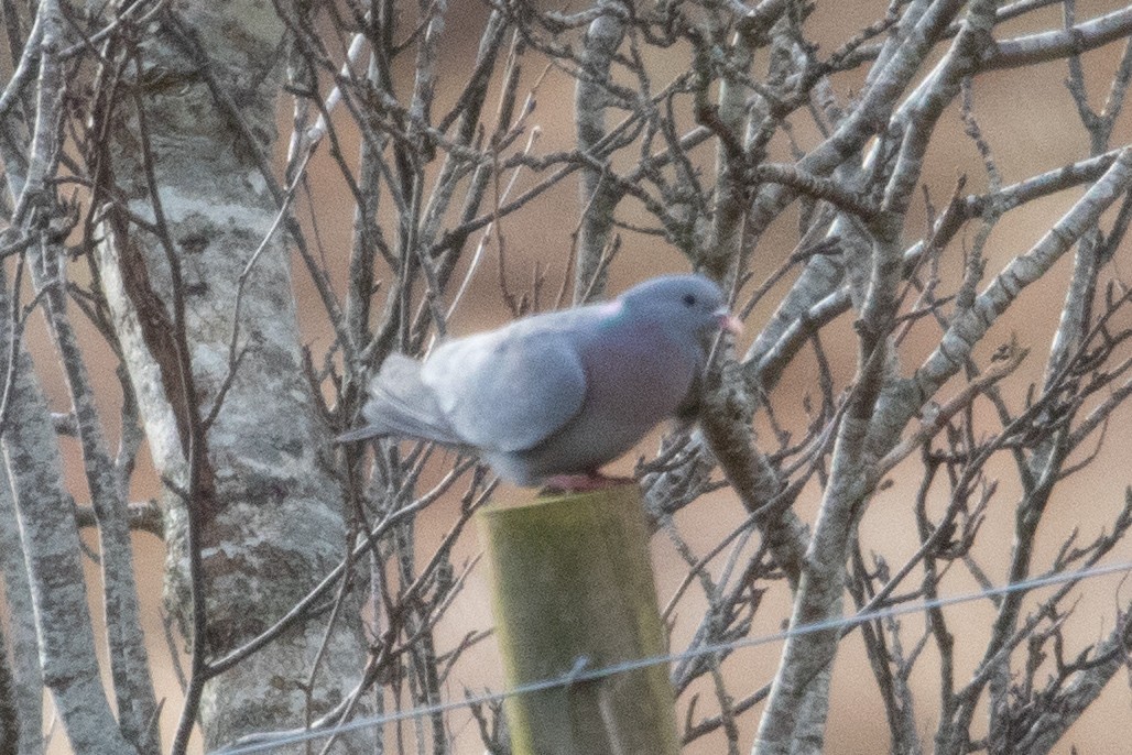 Stock Dove - ML552239681