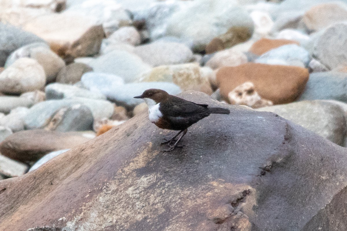 White-throated Dipper - ML552240101