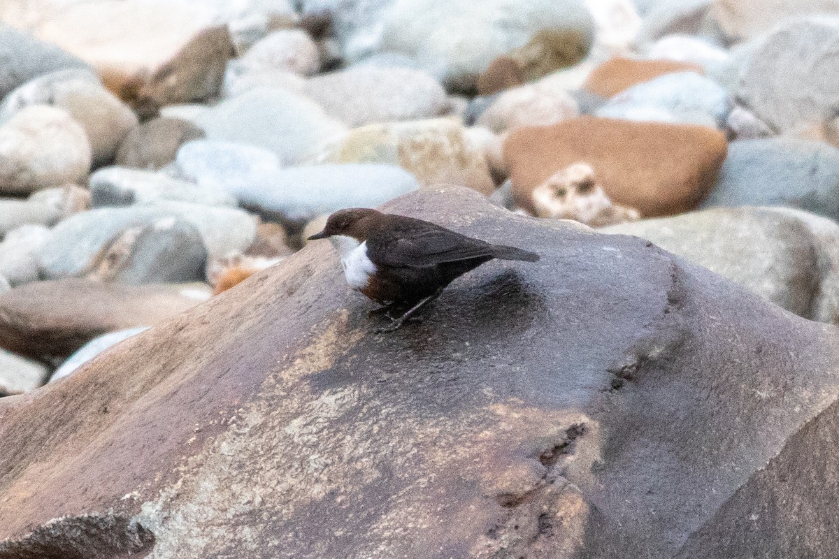 White-throated Dipper - ML552240111
