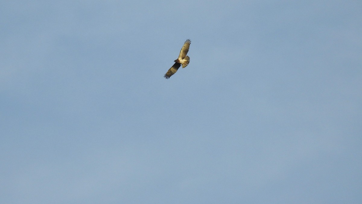 Short-toed Snake-Eagle - Pedro Bravo