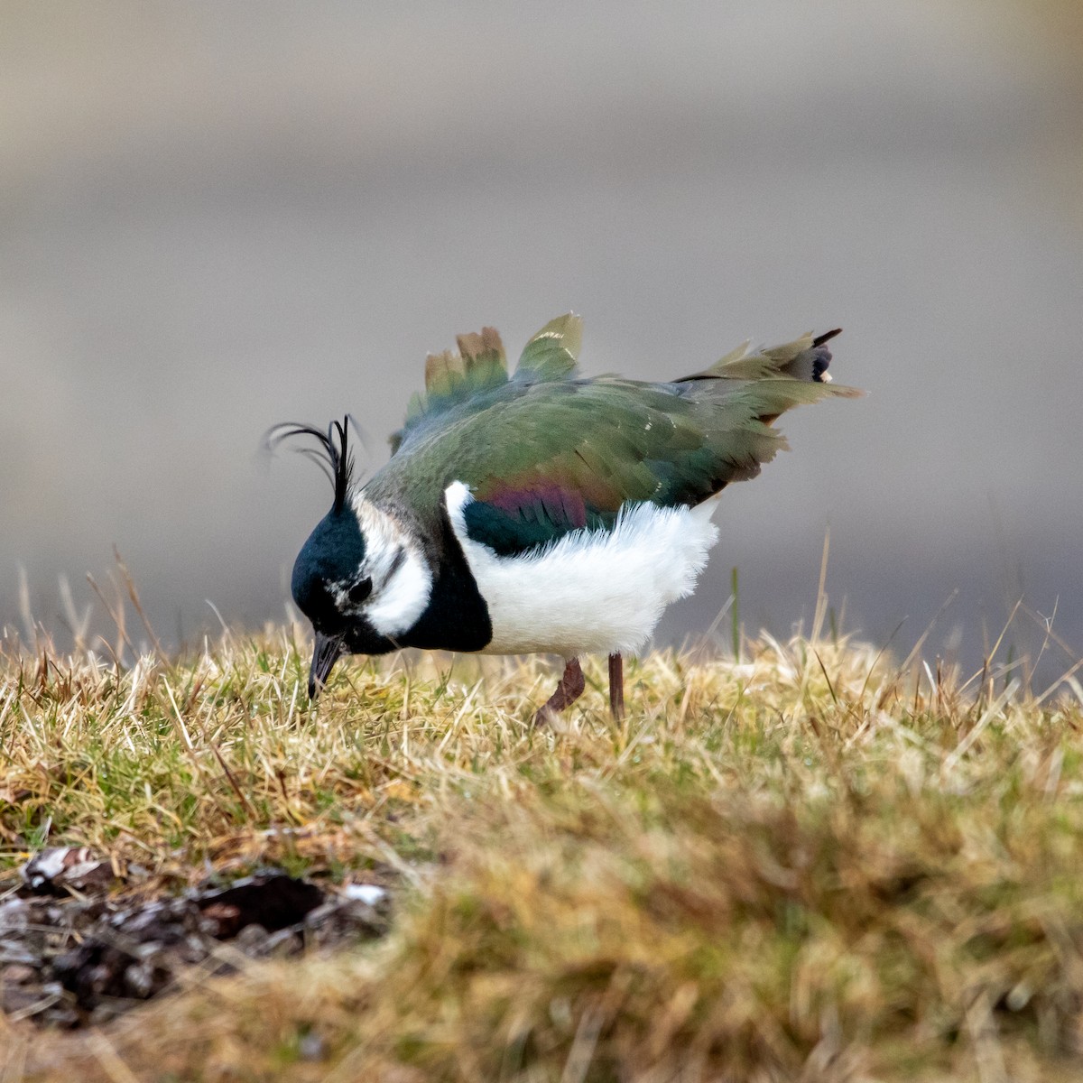 Northern Lapwing - ML552240811