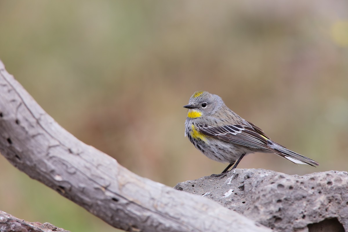 Yellow-rumped Warbler (Audubon's) - ML552241161