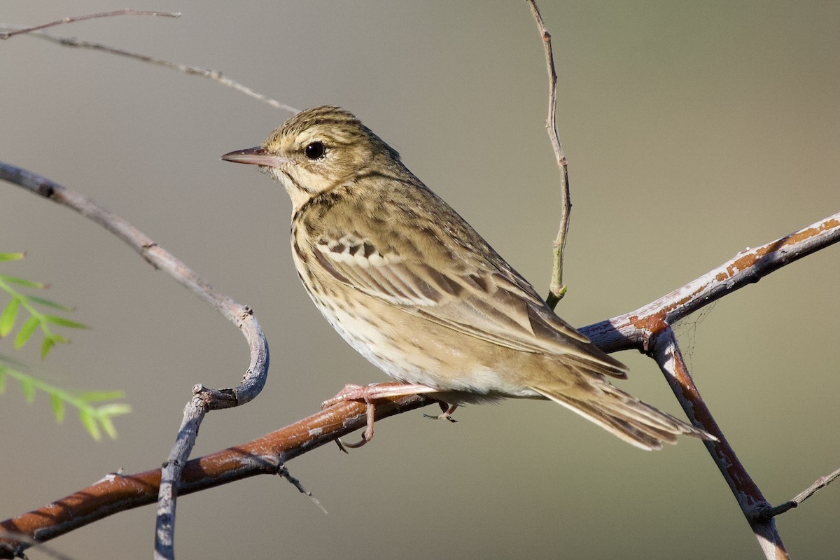 Tree Pipit - ML552241181