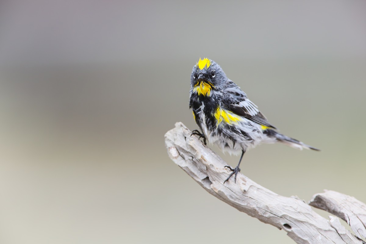 Yellow-rumped Warbler (Audubon's) - Scott Carpenter