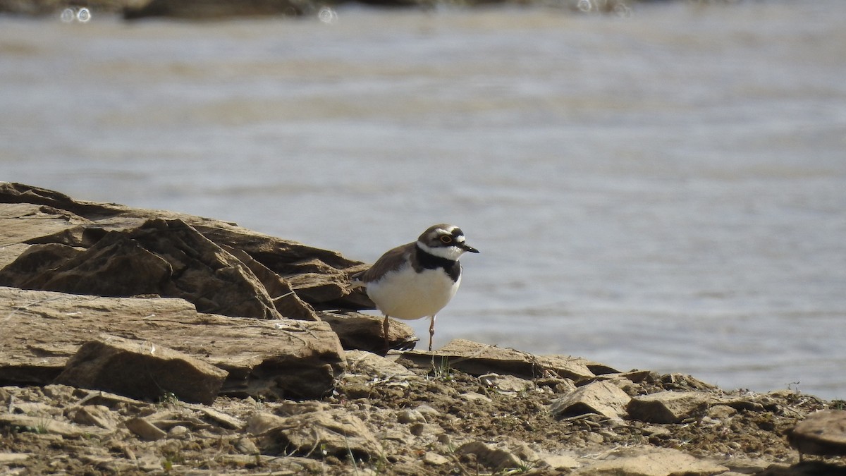 Little Ringed Plover - ML552241311