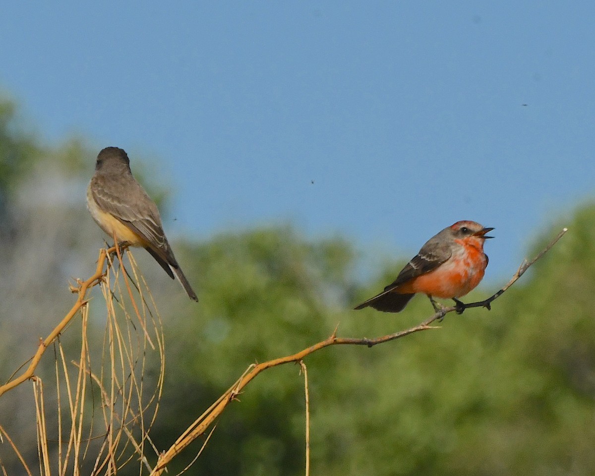 Vermilion Flycatcher - ML552242041