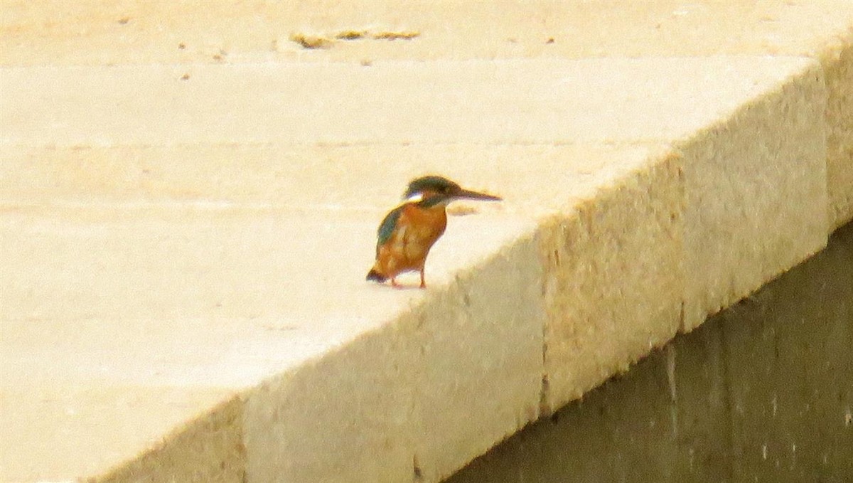 Common Kingfisher - ML55224481