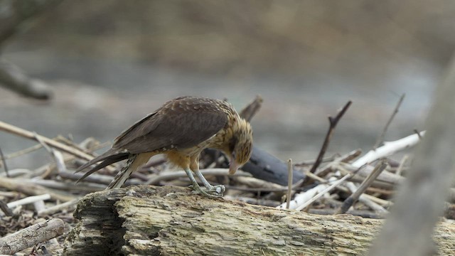 Caracara Chimachima - ML552244931