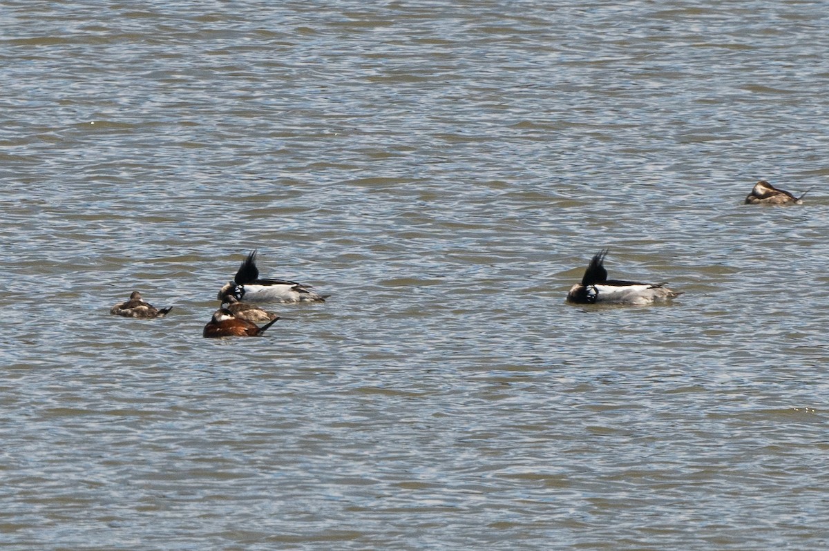 Red-breasted Merganser - ML552245041