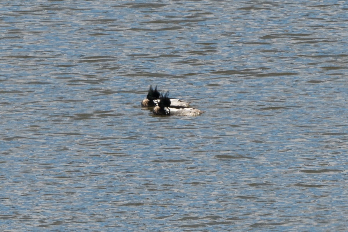 Red-breasted Merganser - ML552245051