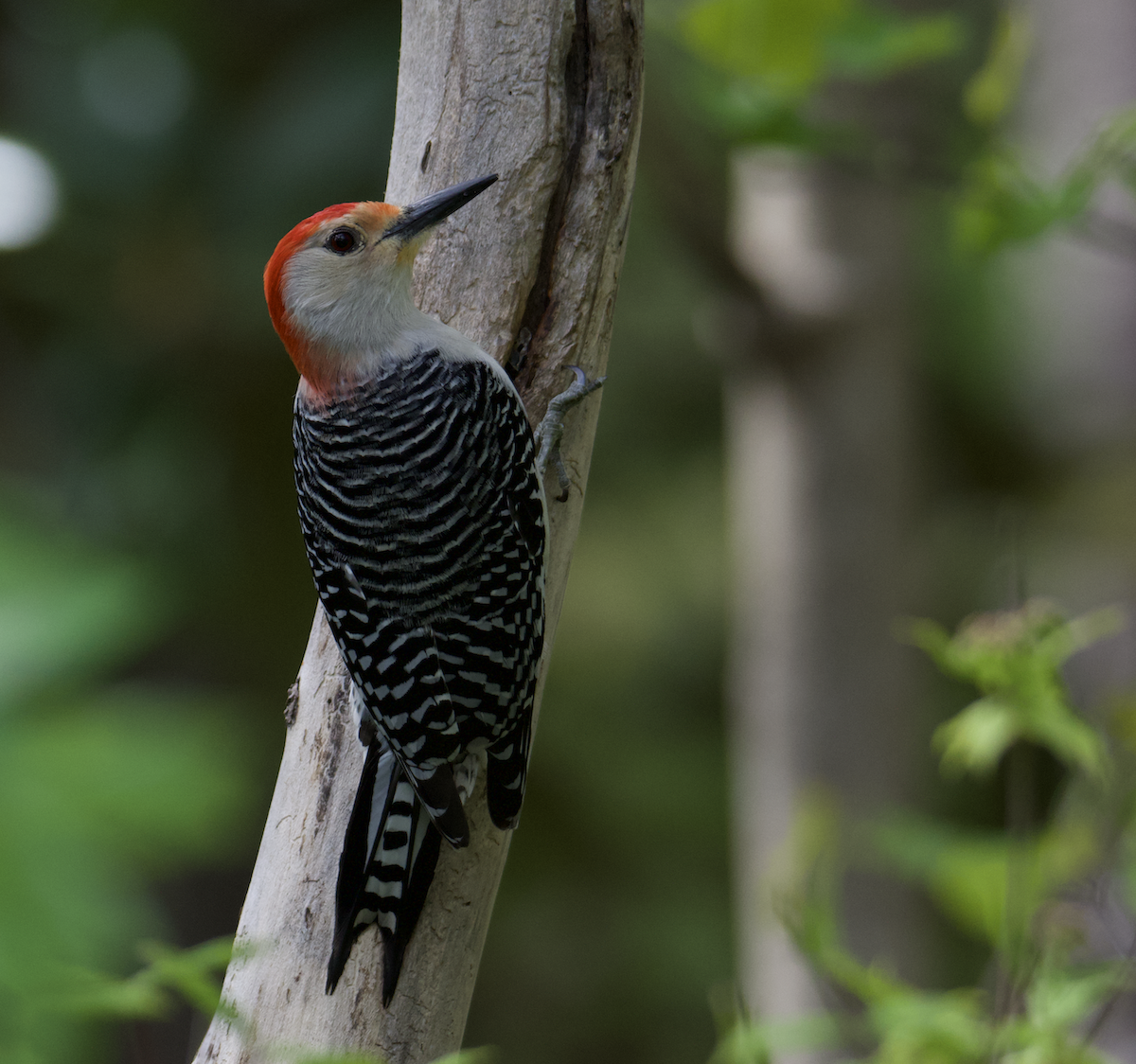 Red-bellied Woodpecker - ML552246181