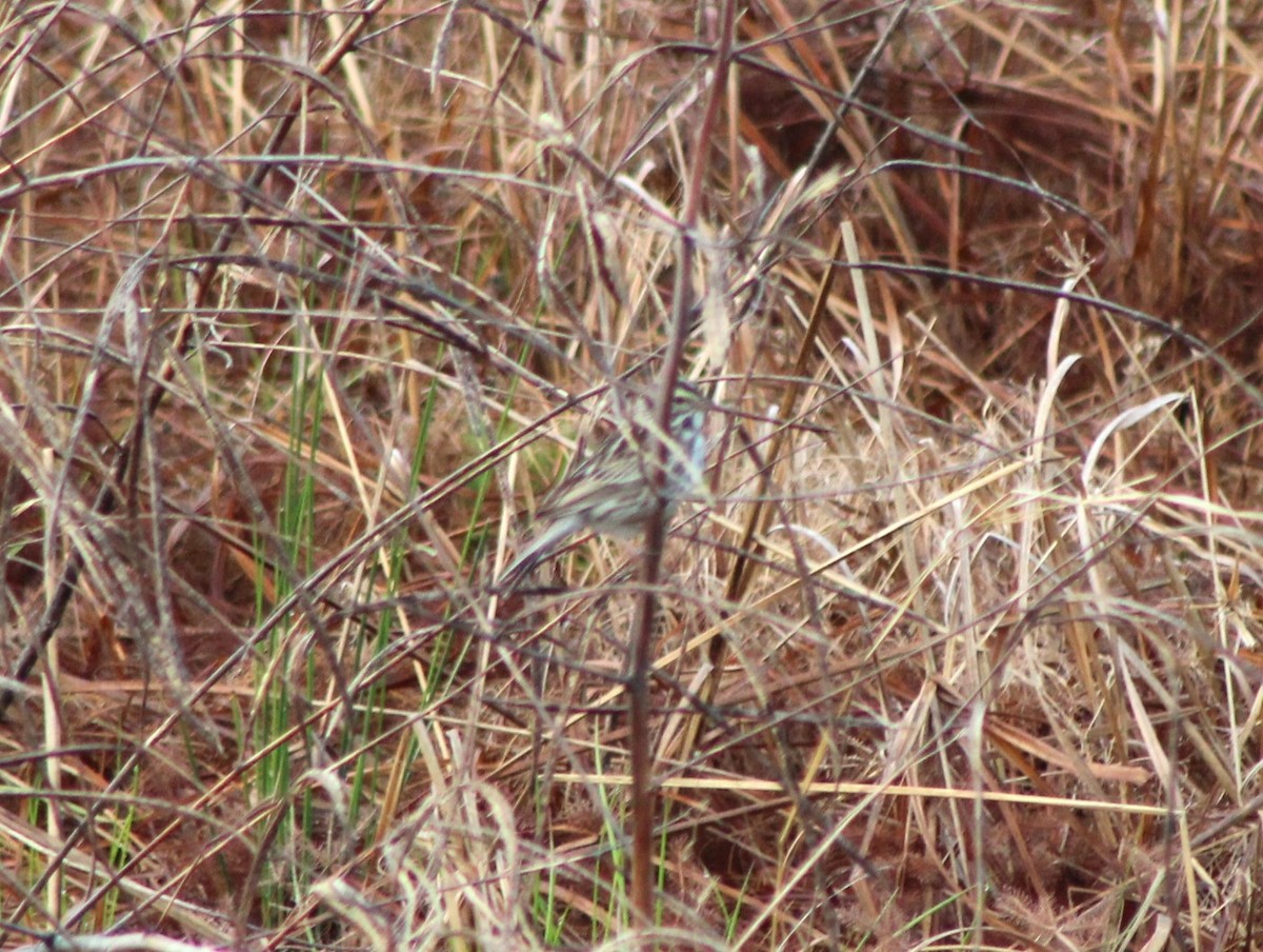 Savannah Sparrow - ML552246651