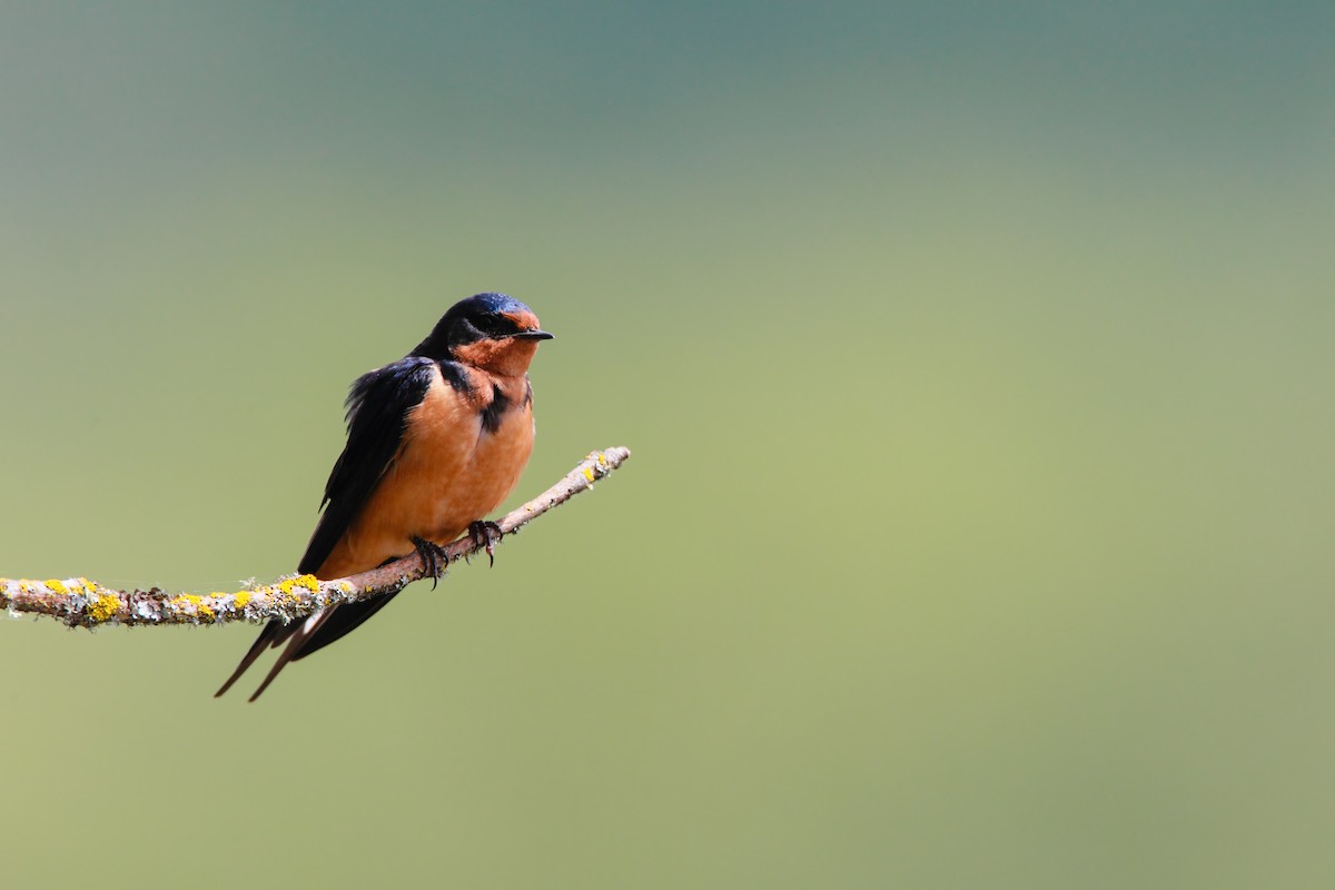 Barn Swallow - Scott Carpenter