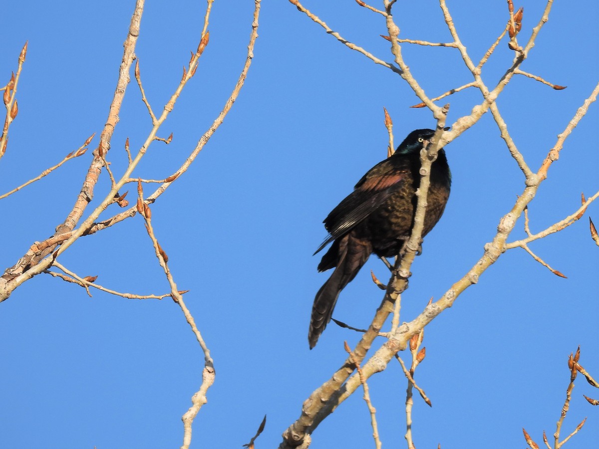 Common Grackle - ML552247371