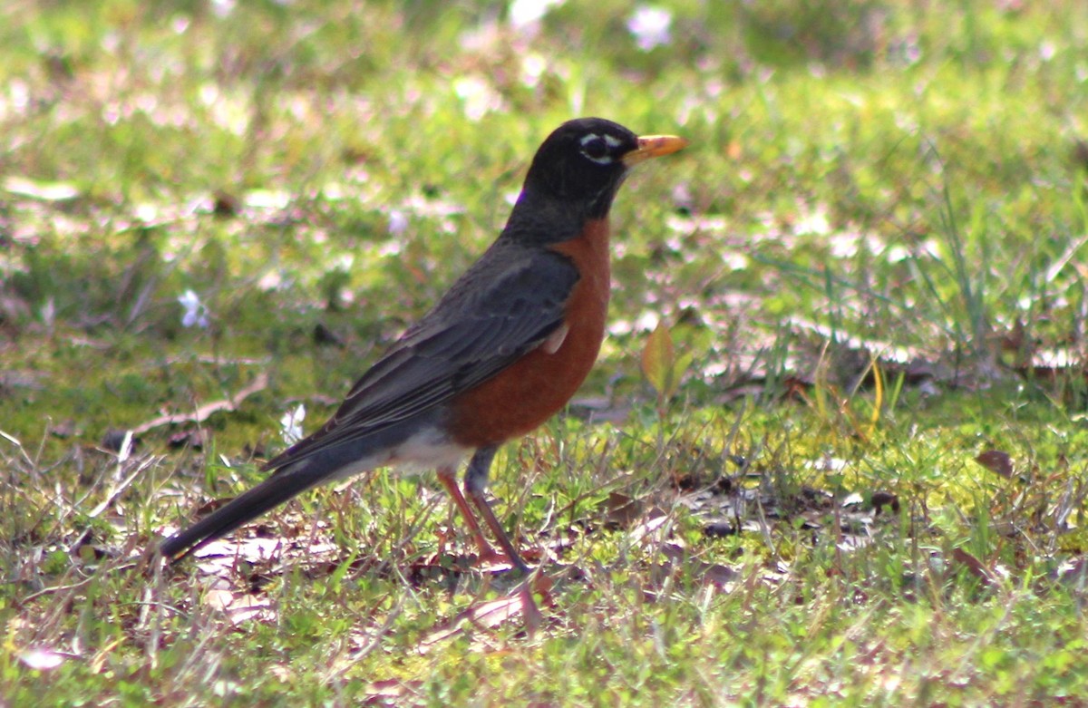 American Robin - ML552248041