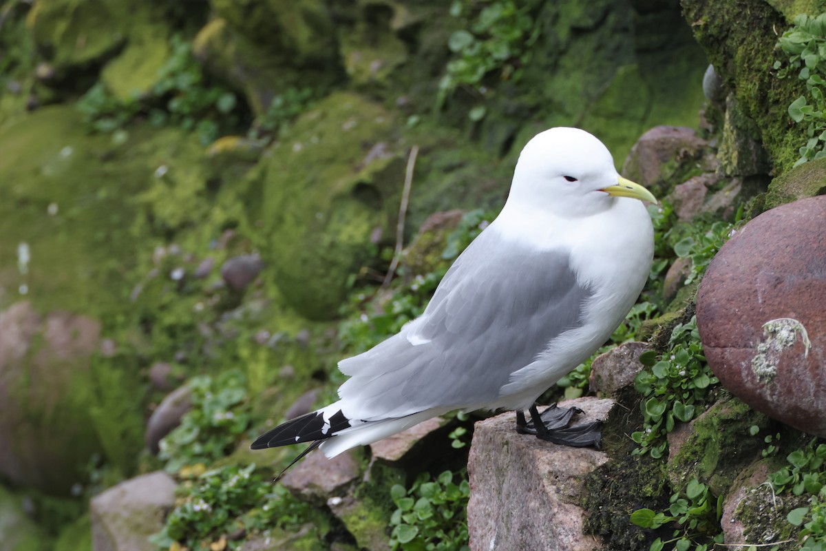 Mouette tridactyle - ML552248071